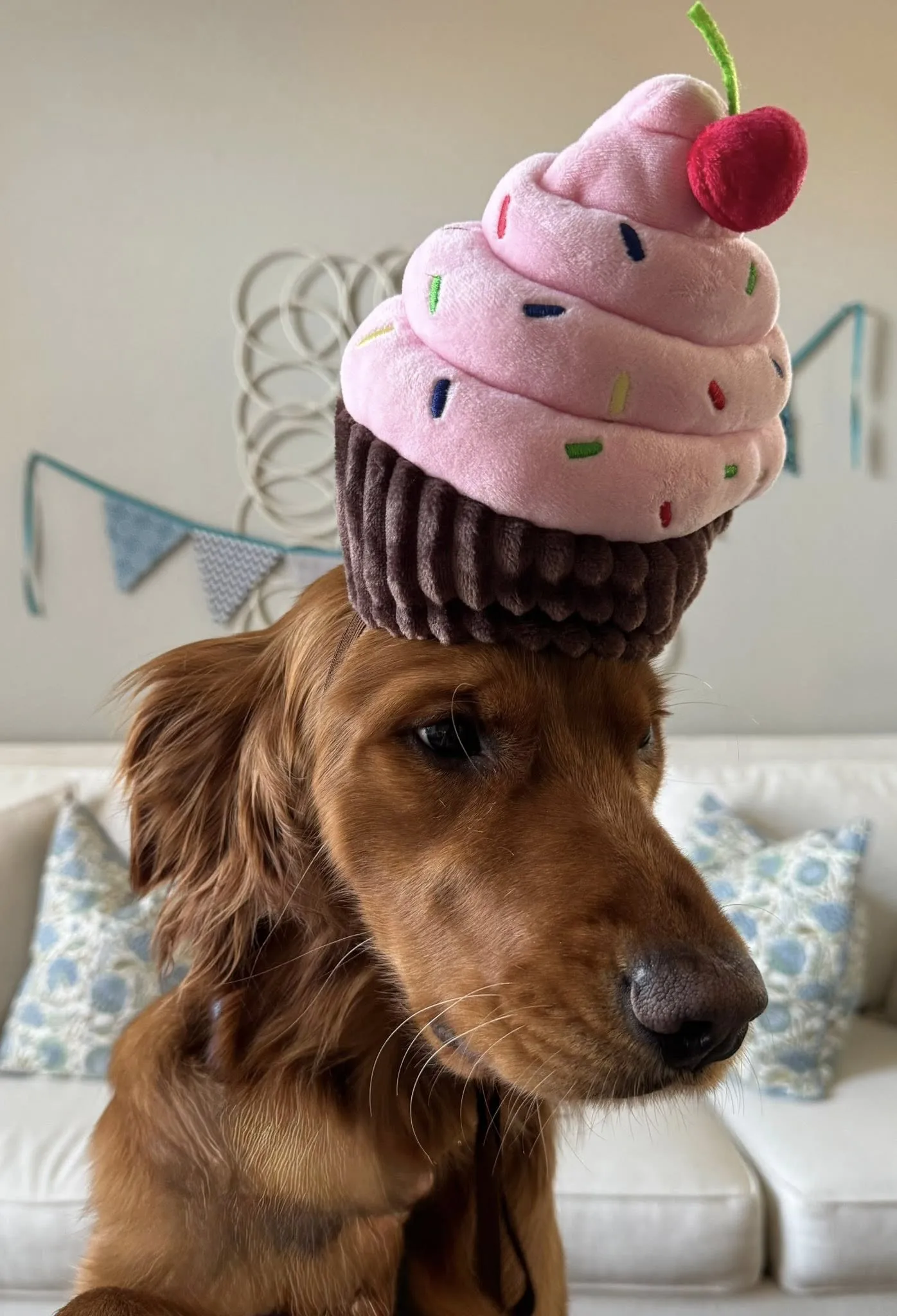 Original photo of Cupcake Hat Golden