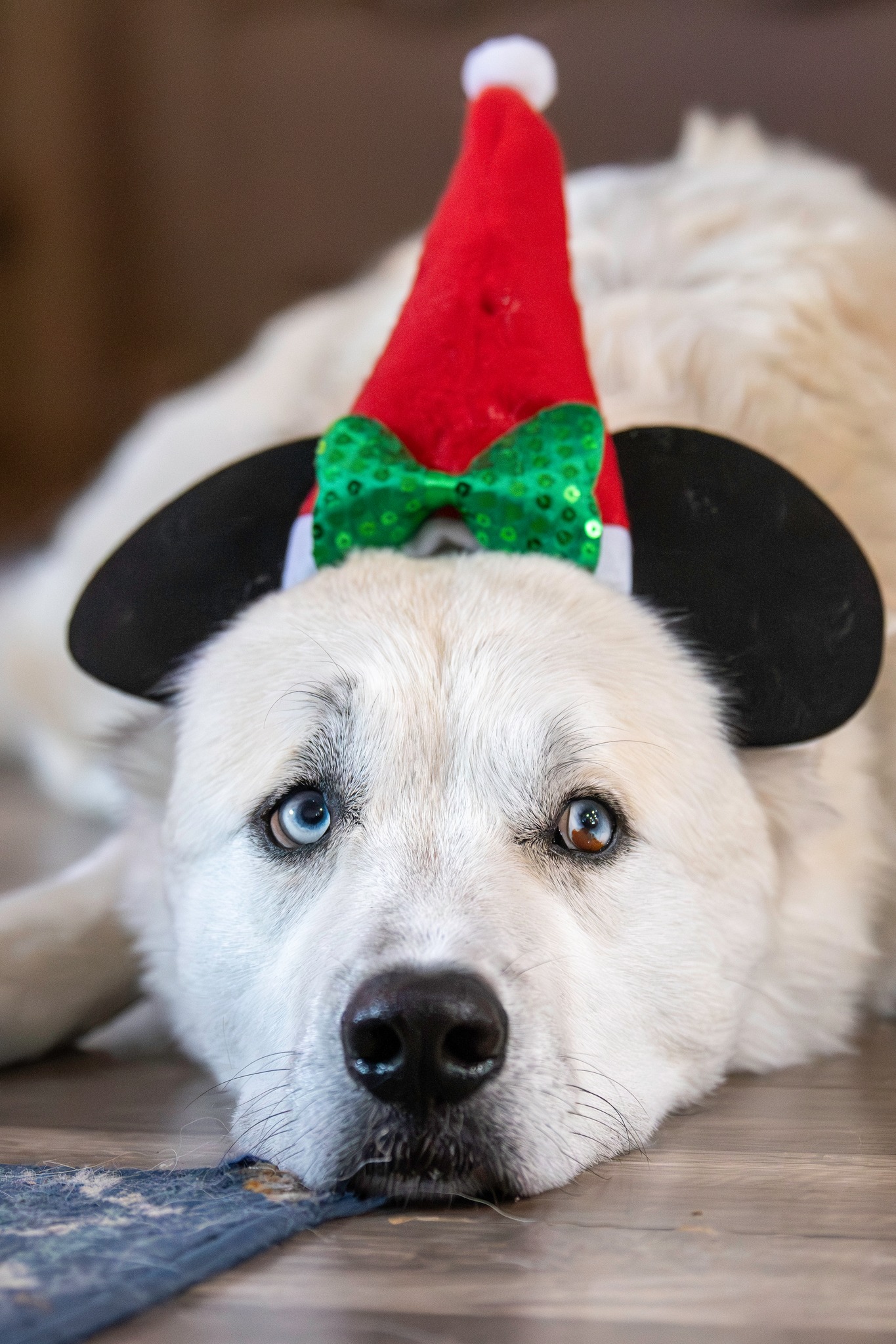 Original photo - Holiday Pup — Cartoon