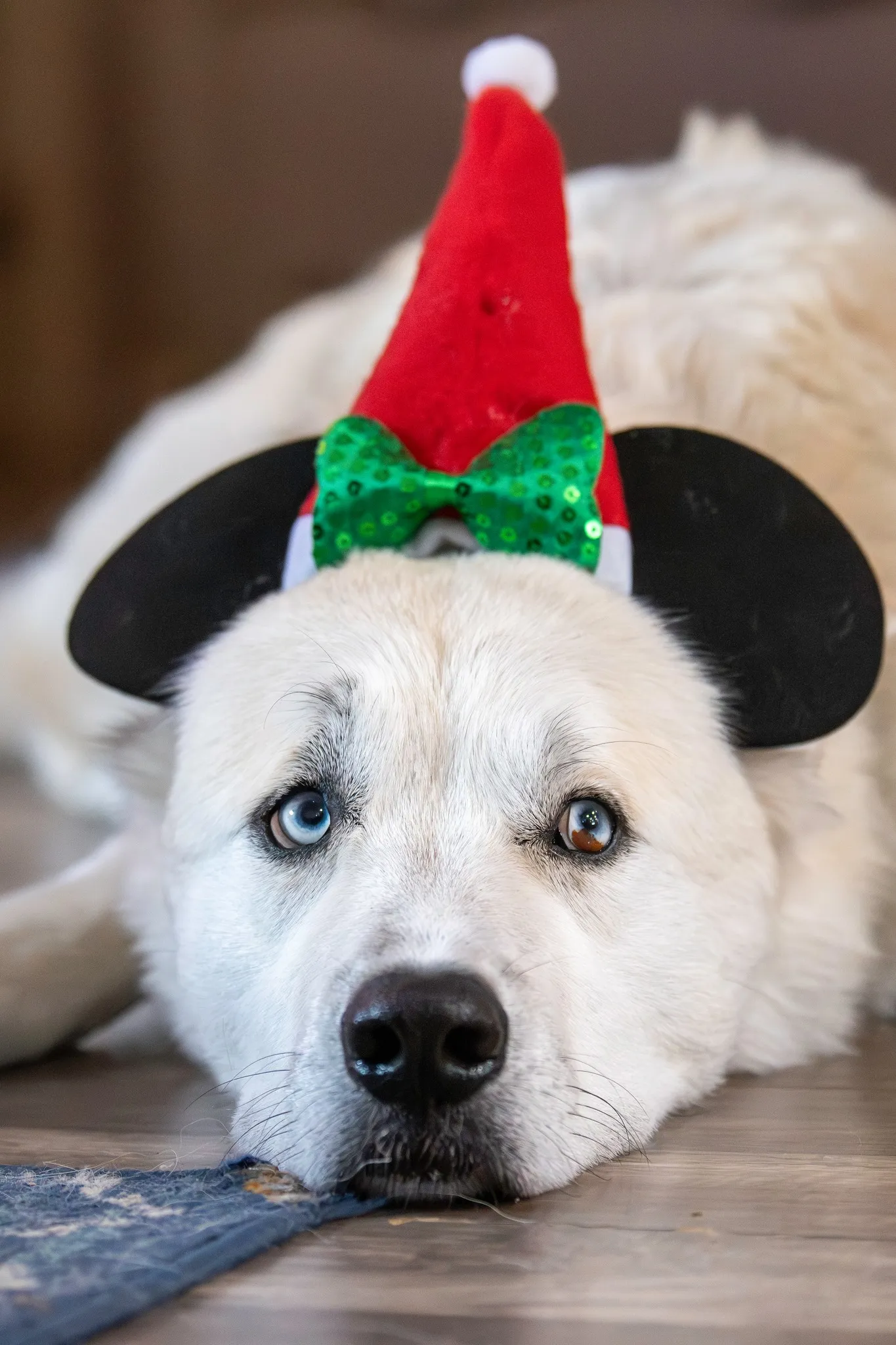Original photo of Holiday Pup