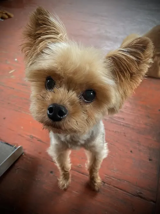 Original photo of Yorkie