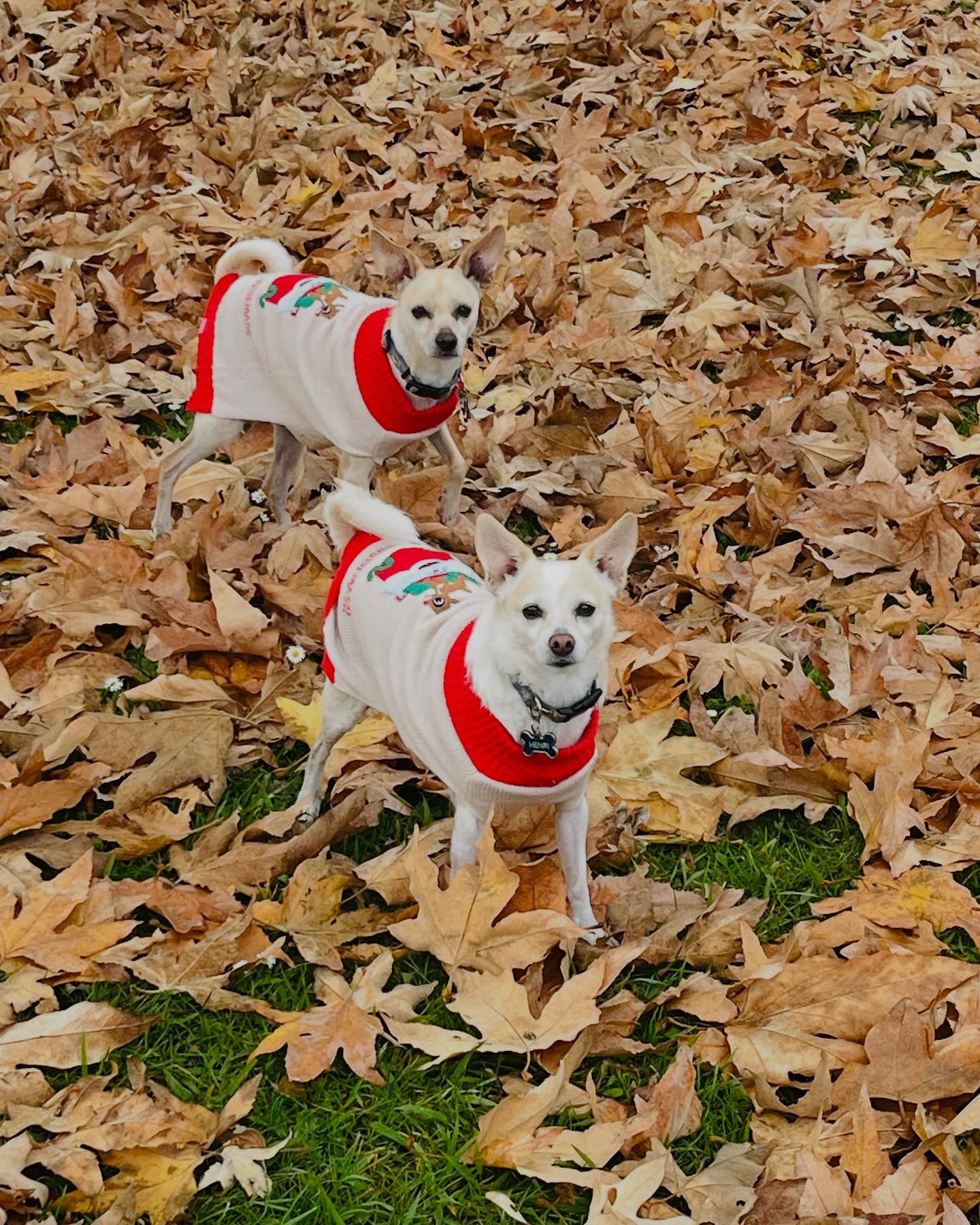 Original photo - Chihuahua Duo — Cartoon