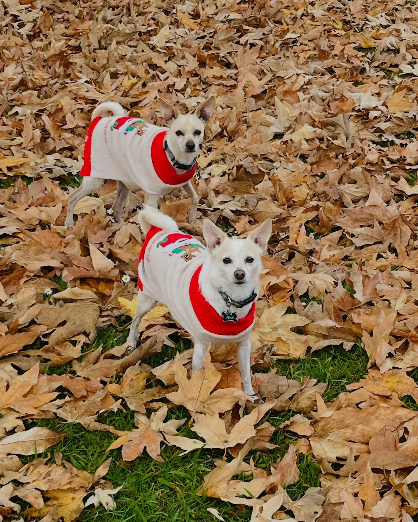 Original photo of Chihuahua Duo